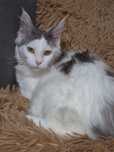 Kotka Maine Coon gotowa do odbioru