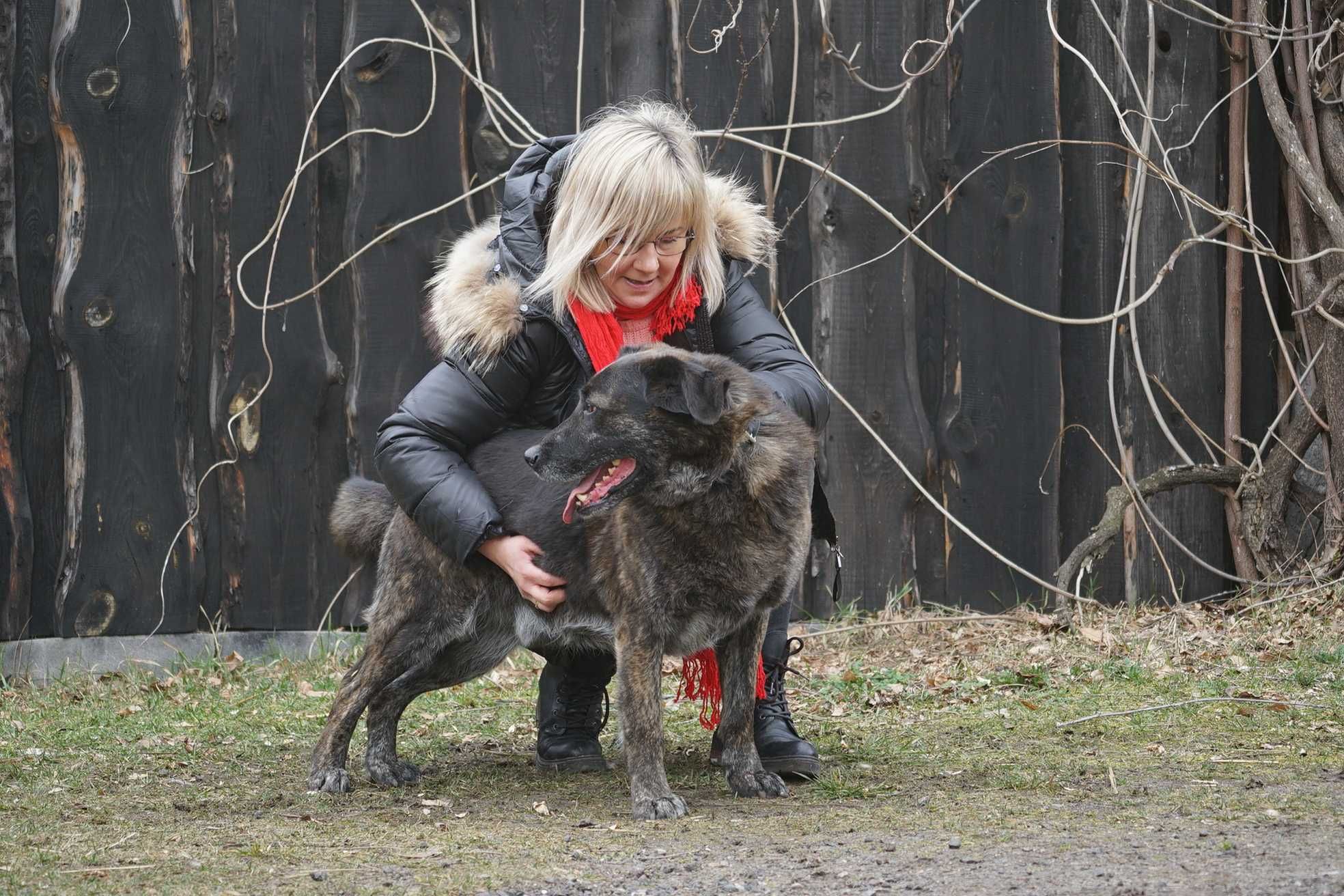 Dakar - duży brązowy pies szuka domu