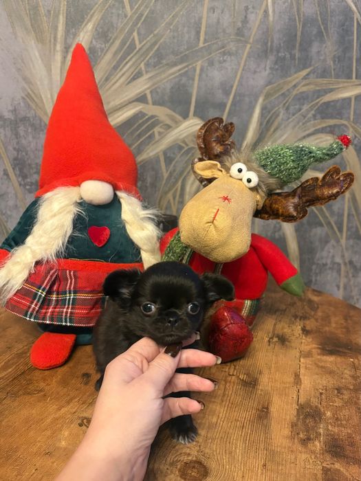 Chihuahua długowłosy piesek Rezerwacja