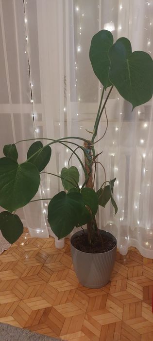 Sprzedam roślinę w doniczce"monster"