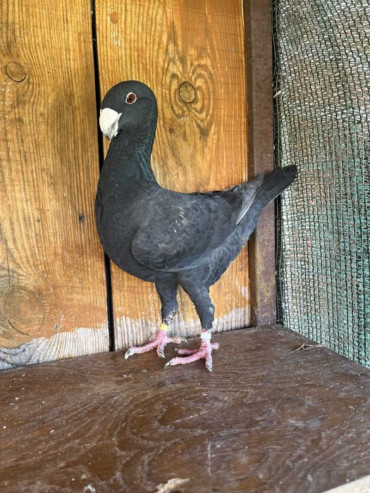 Gołębie niemiecki wystawowy samica 2023