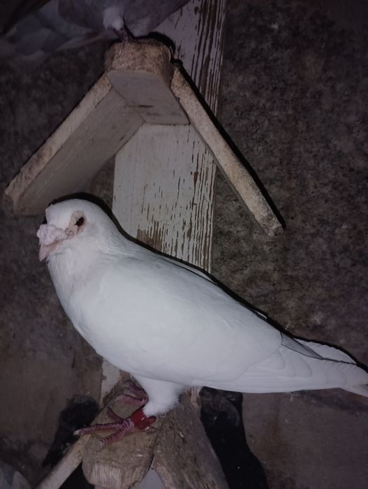 Pombos correios para venda devidamente anilhados com os respectivos ca