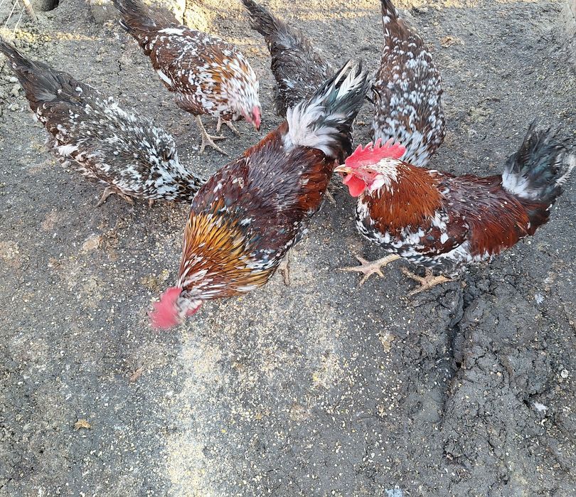 Kury zoltonozki, zoltonozka, dominant  tricolor