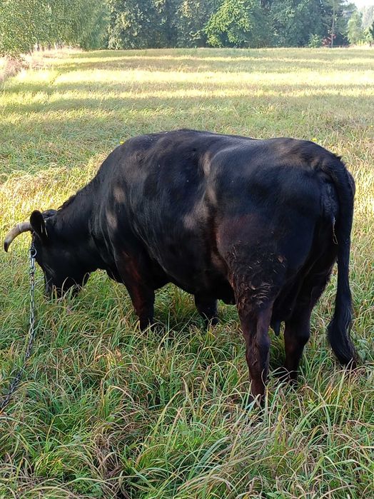 Krowa dexter sprzedam