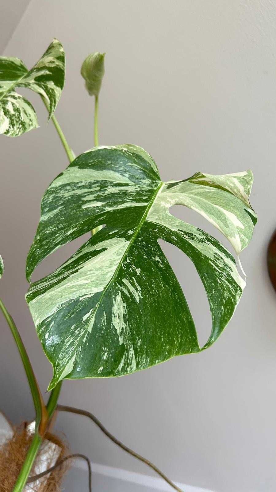 Monstera variegata 2m wysokości