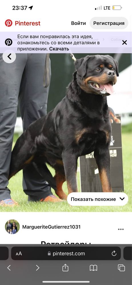 Щенок ротвейлер от супер породной пары