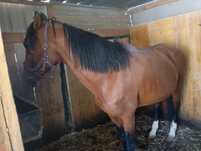 Cavalo lusitano 5*