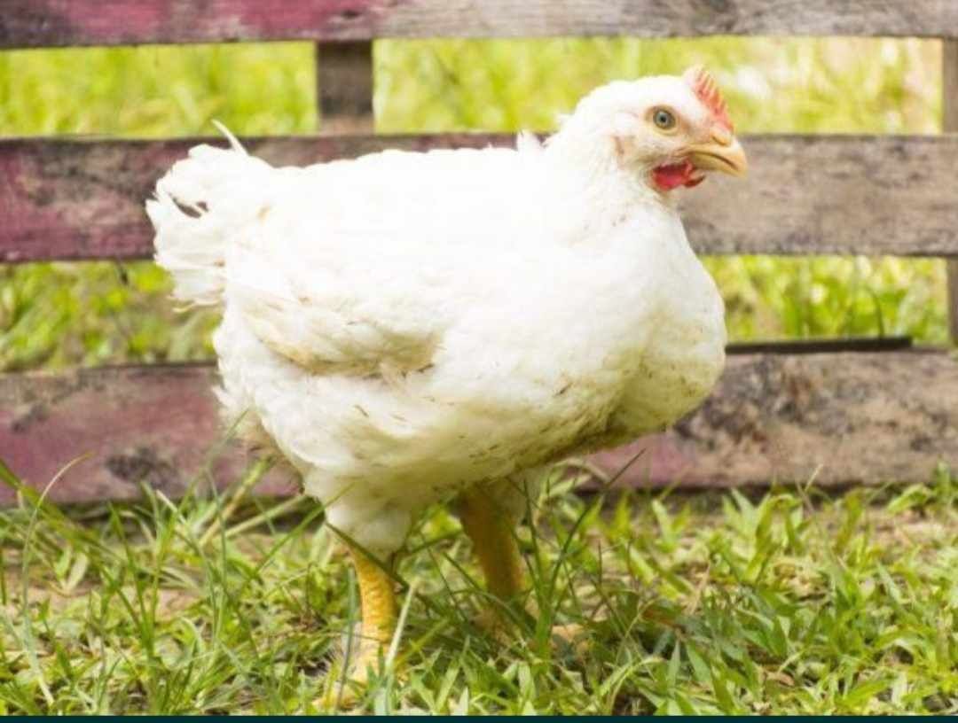Kurczak wiejski-tuszka