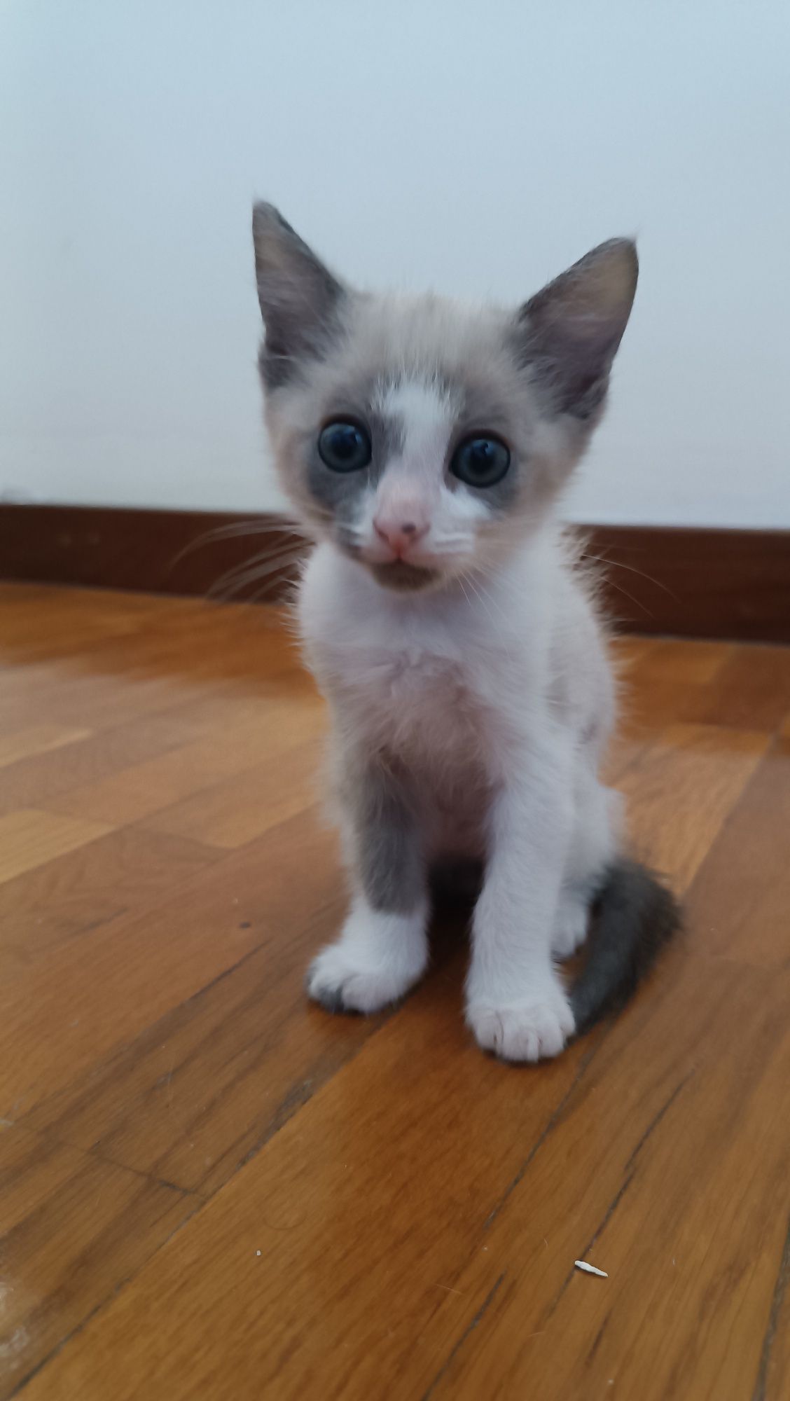 Dou gatinhos com 2 meses