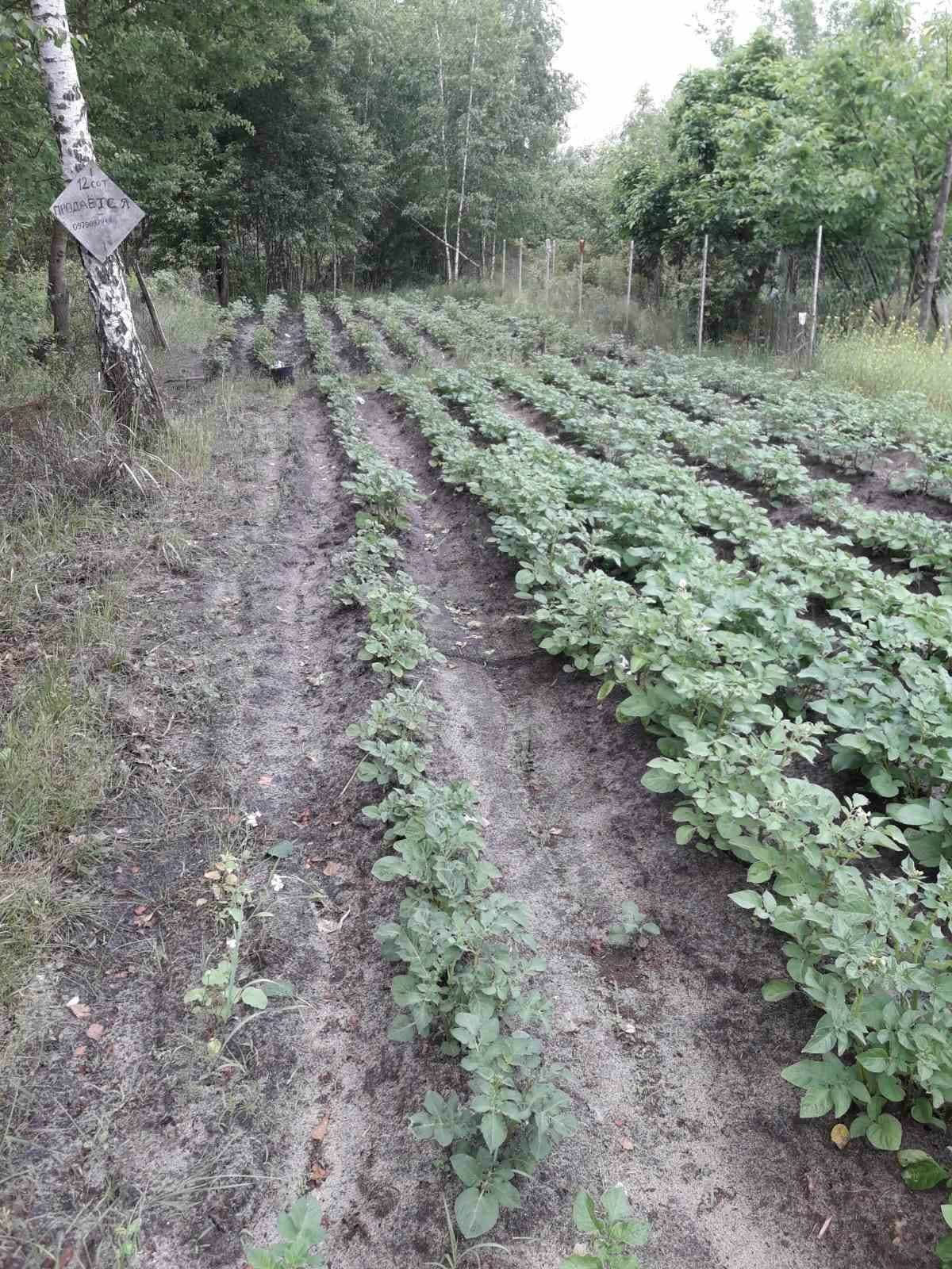 Продам чудову ділянку 12сот. Тетерівка.