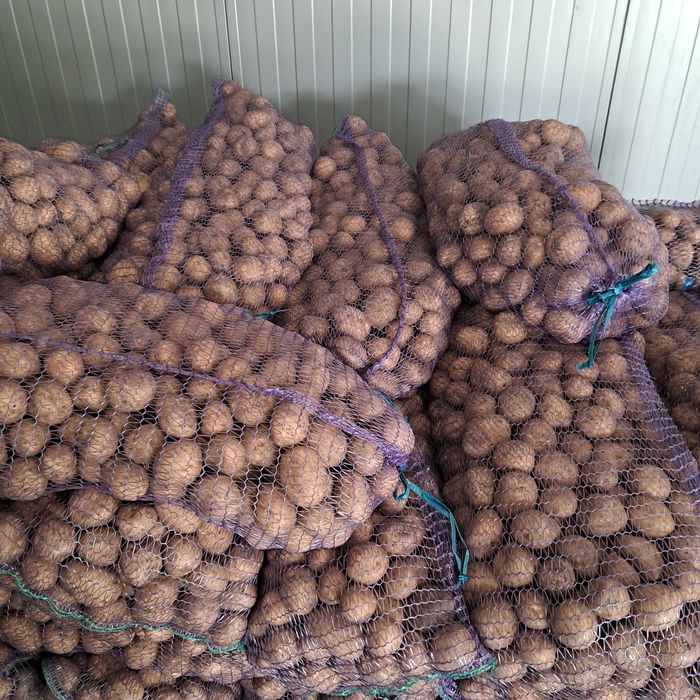 Посівна картопля