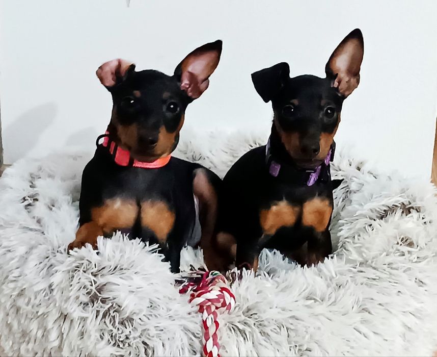 Pinczer miniaturowy ZKwP _ przebadane  _ bogata wyprawka _PIESEK