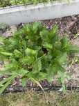 Sadzonka hortensji