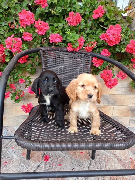 Cocker spaniel pies