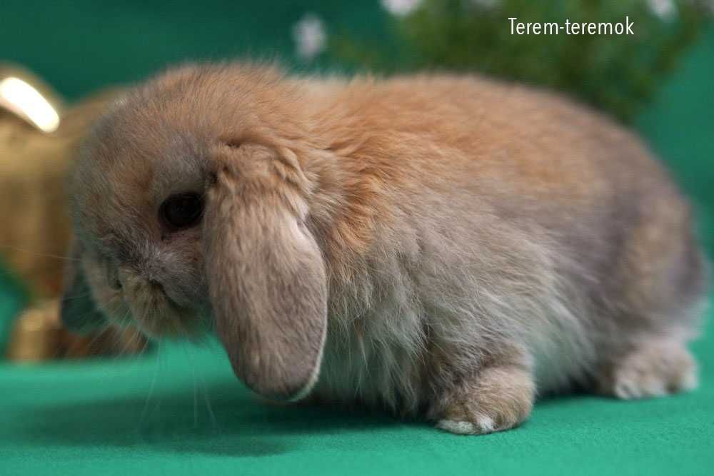 Очень милый породистый крольчонок Мини Лоп