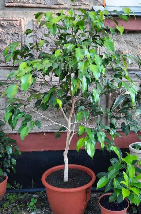 Кімнатні рослини