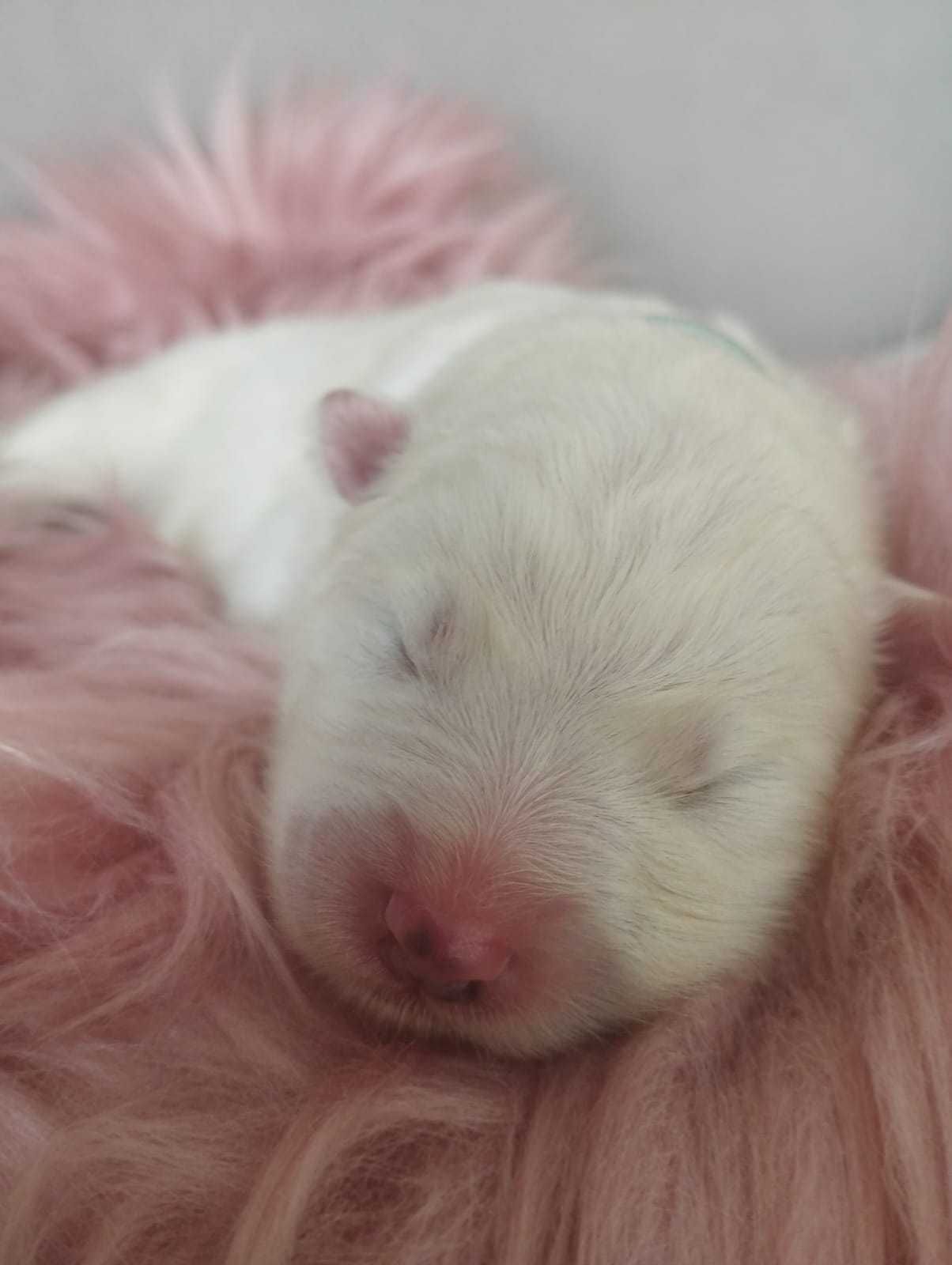 Samoyed, rezerwacja szczeniąt rodowód ZKwP, FCI,