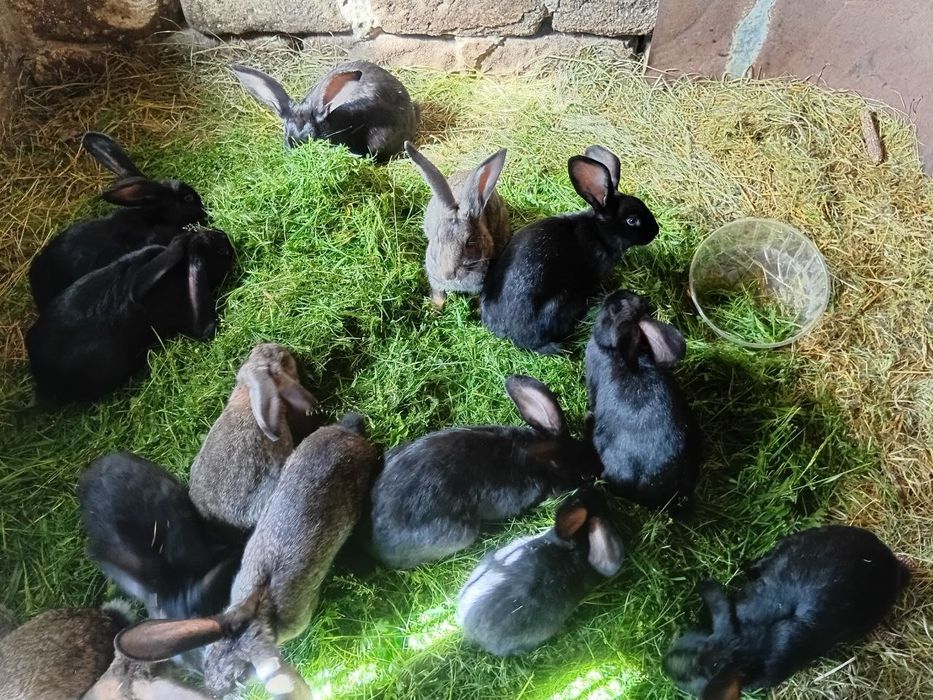 Продаються домашні кролі