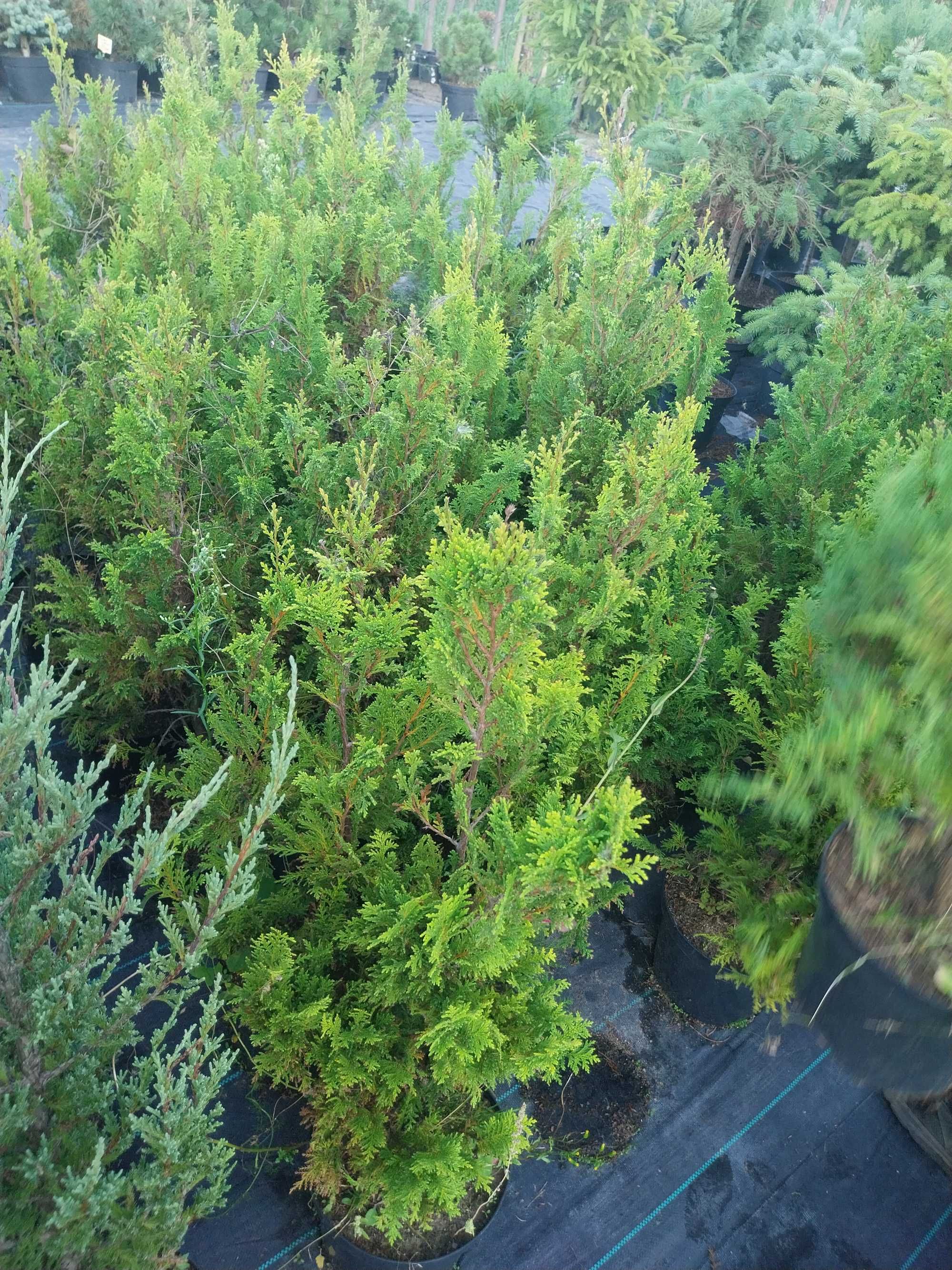 Cyprys plumosa aurea