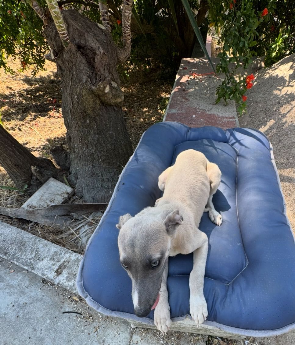 Galguinho whippet.