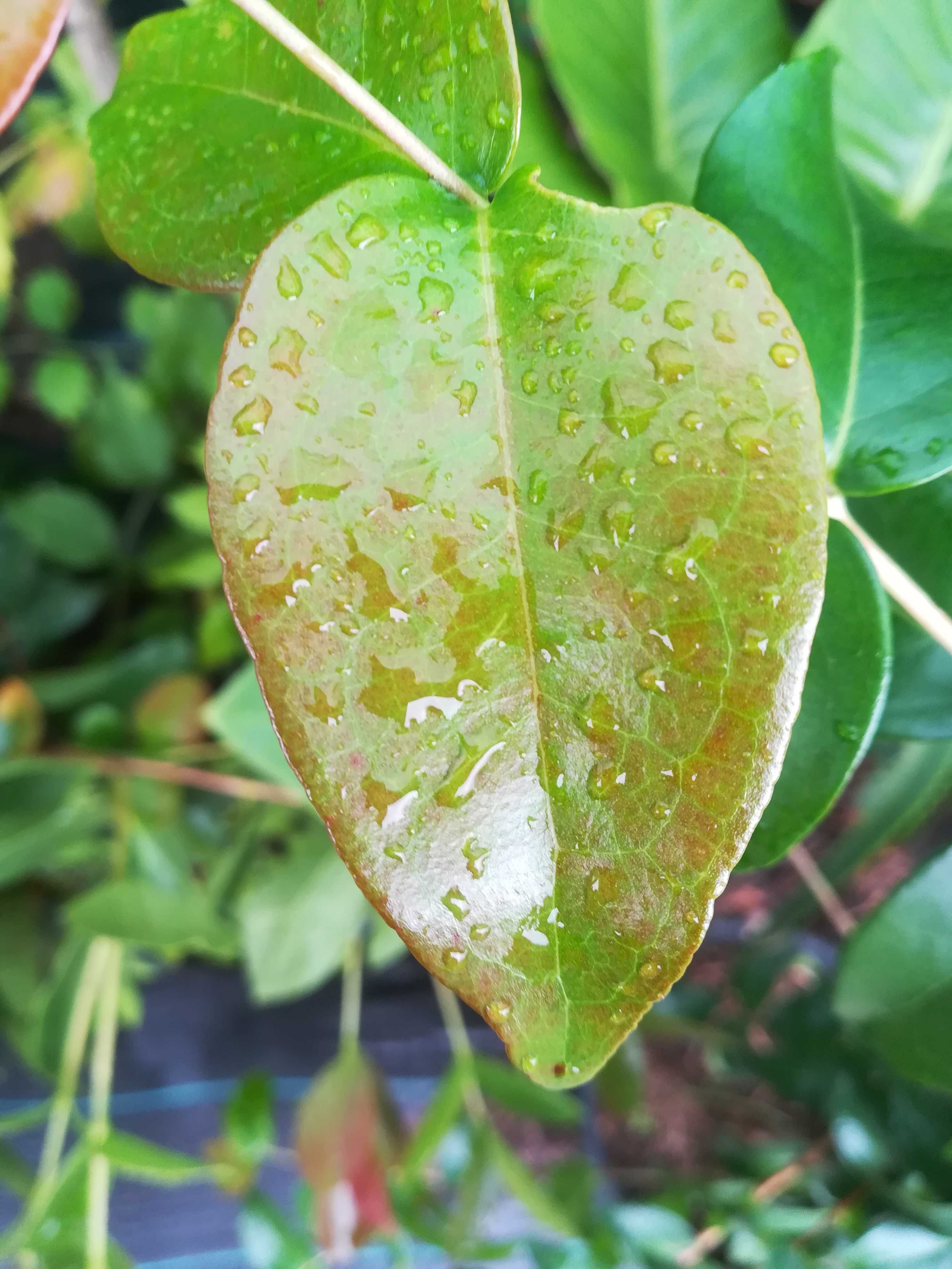 Pitanga Vermelha - Eugenia Uniflora