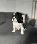 Chłopiec rasy Cavalier King Charles Spaniel