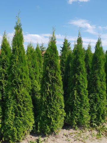 TUJA SZMARAGD Thuja smaragd 300 cm kopane maszyna TRansPOrt