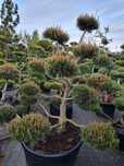 Krzewy formowane Niwaki BONSAI ogrodowe