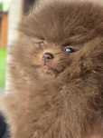 Szpic Miniaturowy Pomeranian czekoladowa dziewczynka