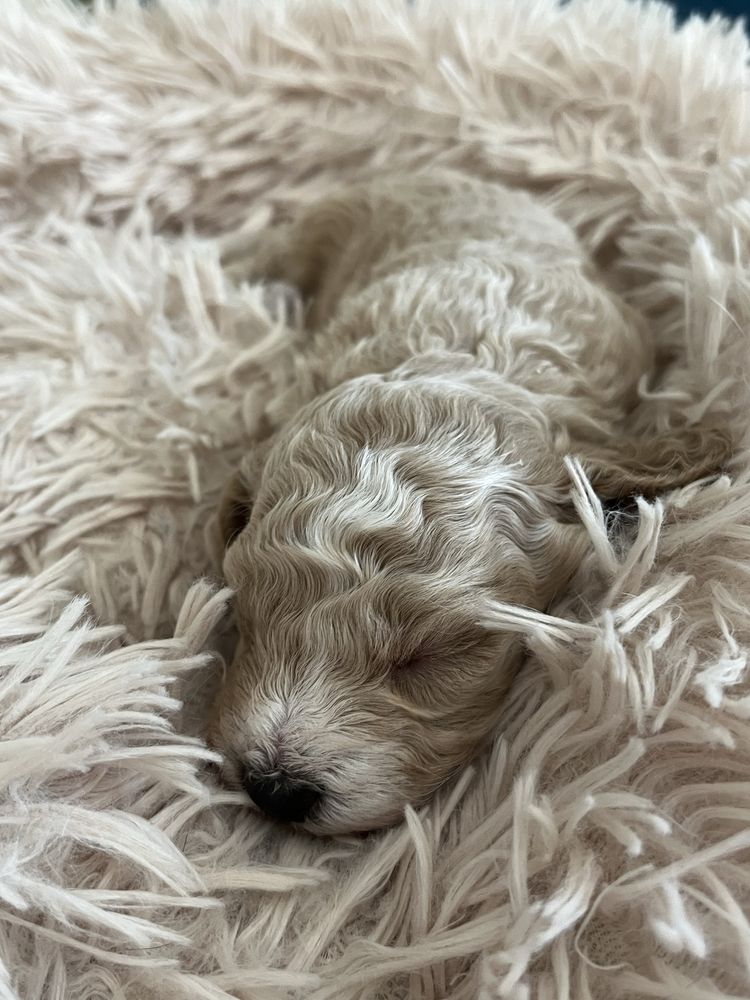 Maltipoo F1B red mix maltipoo & pudel toy