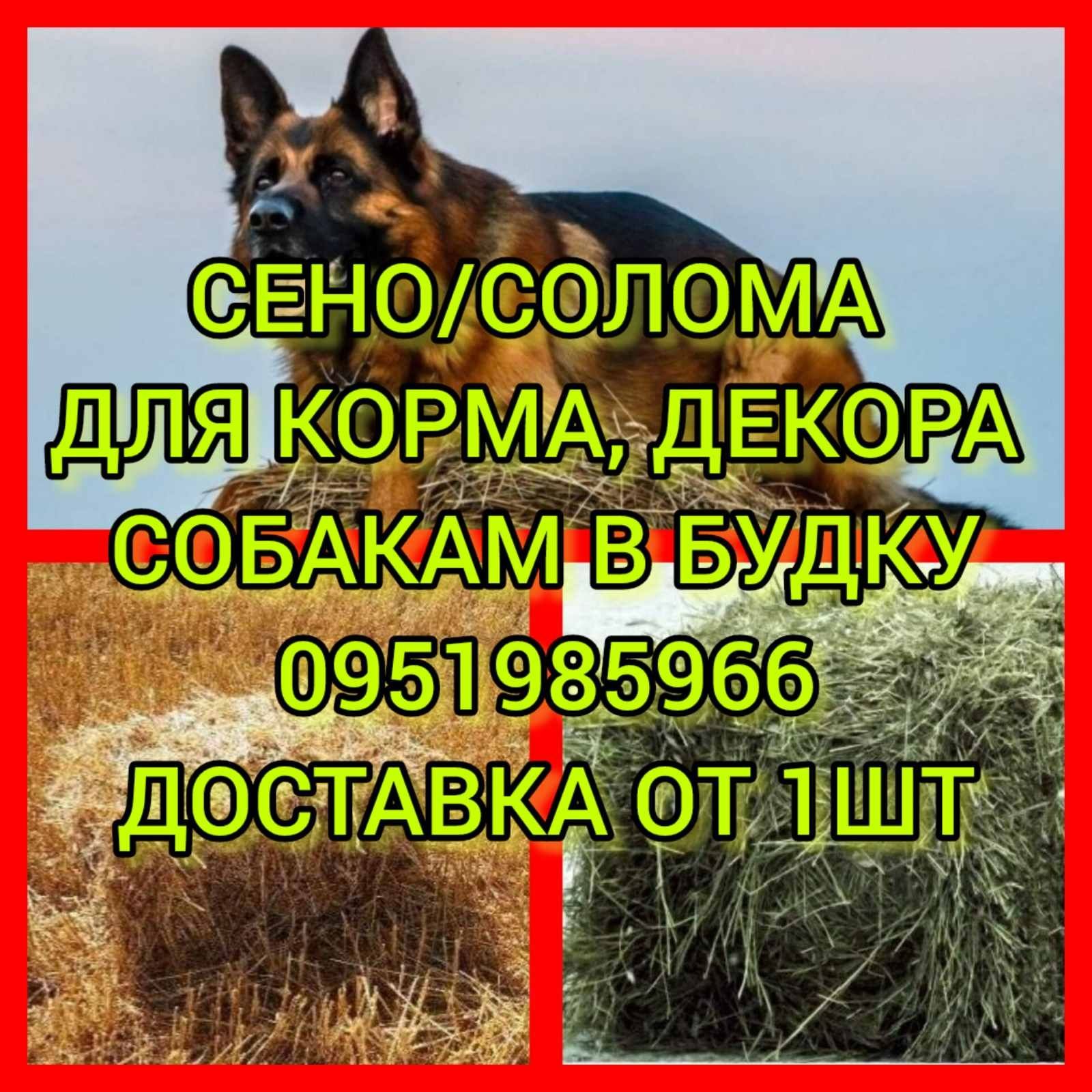 СІНО ДЛЯ ЛОШАДЕЙ в тюках, сено в тюках (проса и др) для КРС коз овец