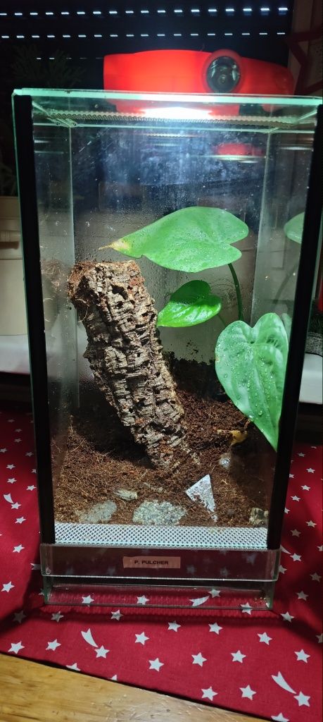 Terrarium na pająka drzewnego ,ptasznik ,gekon ,jaszczurka ,żabka .