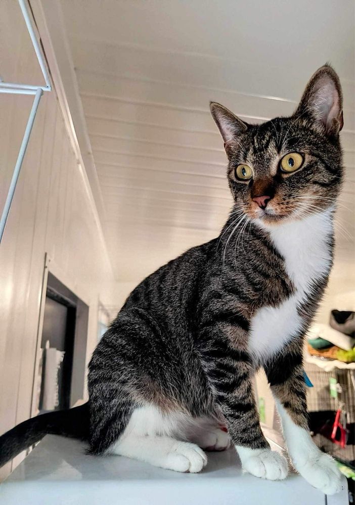 Koci dwupak do adopcji