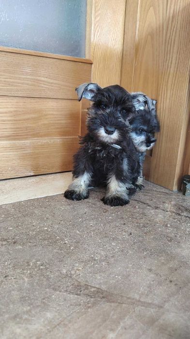 Sznaucer miniaturowy śliczna suczka