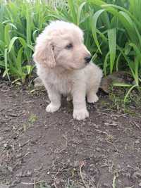 Golden retriever piesek