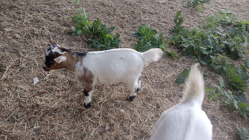 Cabritinho anão para venda, pais vacinados e chipados