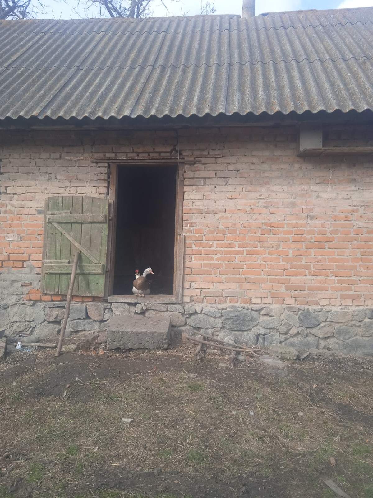 Продаж будинку в с. Лозувата