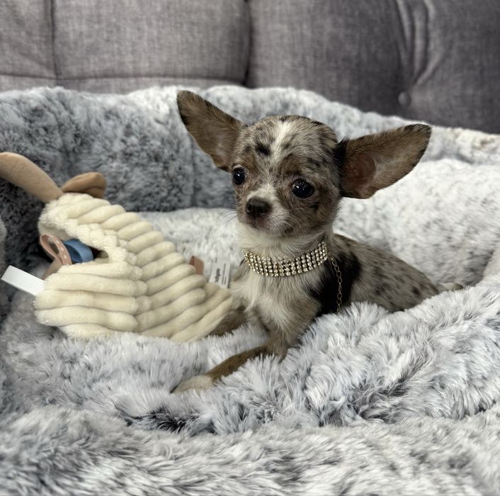 Chihuahua exclusiv mini sunia blue merle