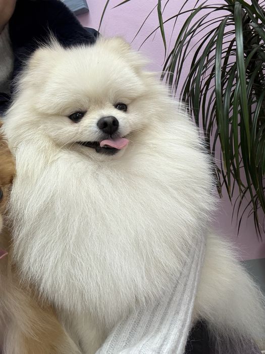 Шикарний Померанський шпіц хлопчик для вʼязки