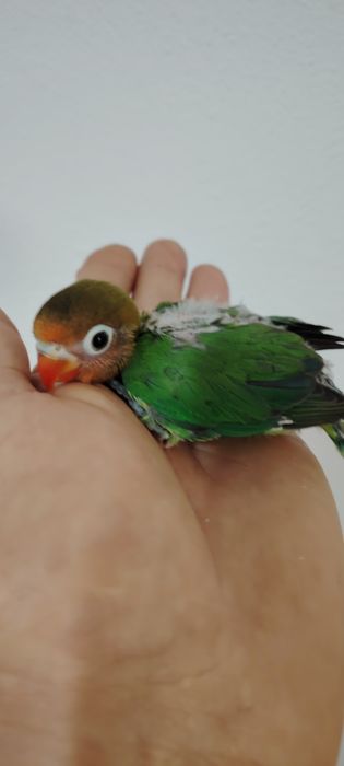 Agapórnis Fischer Opalinno