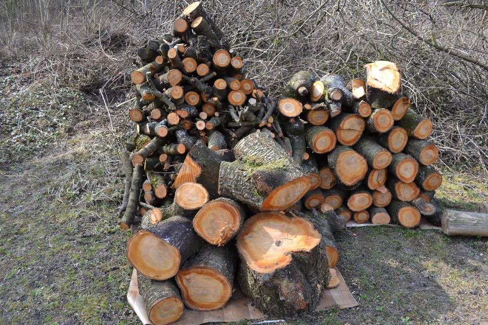 Drzewo do wędzenia Czereśnia zdrowa