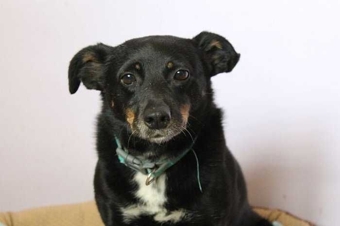 Sami, do adopcji!
