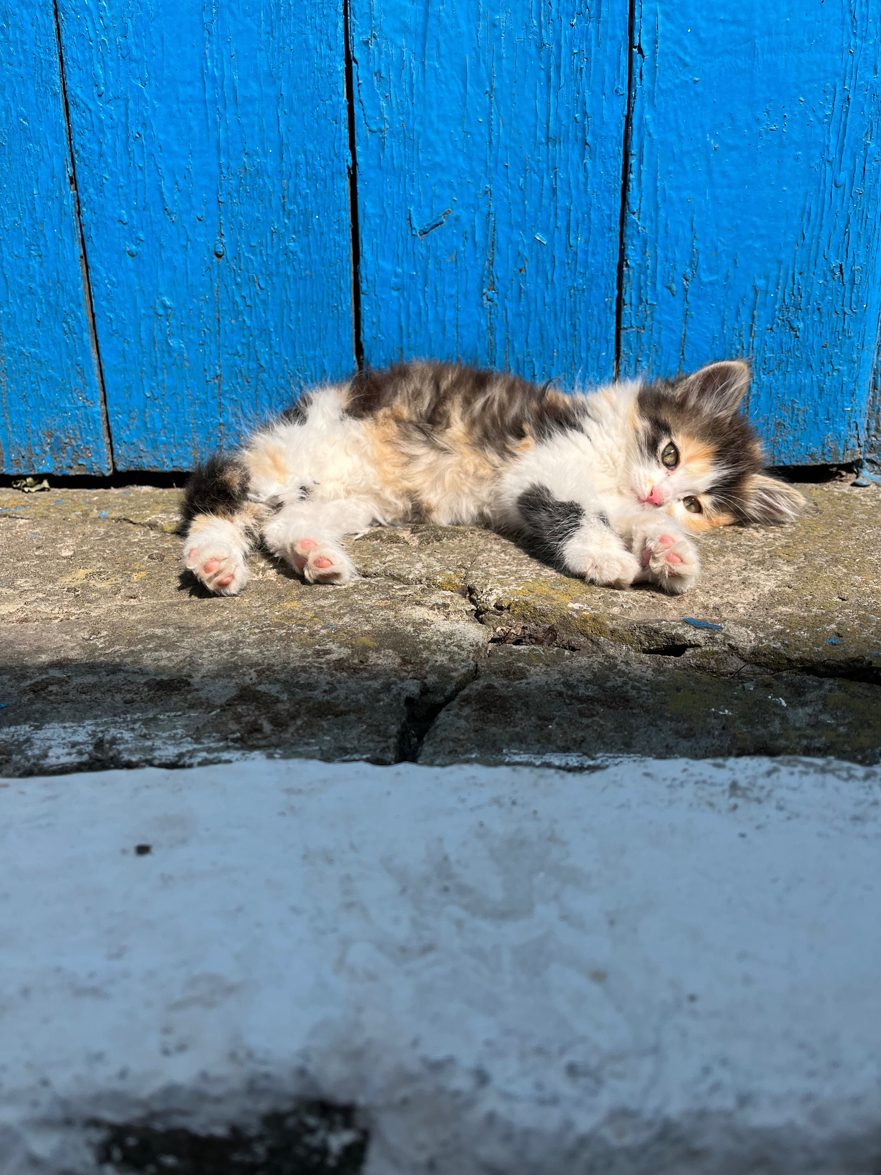 Кошенята у добрі руки!