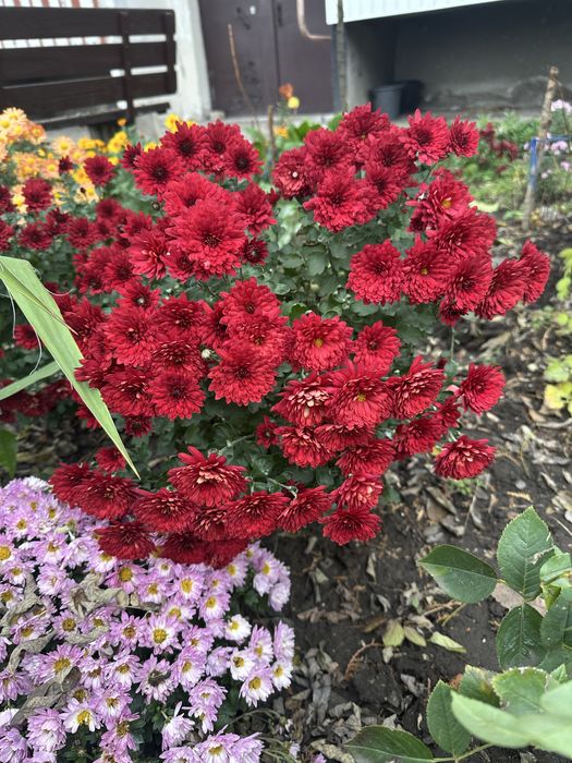 Хризантема  мультифлора