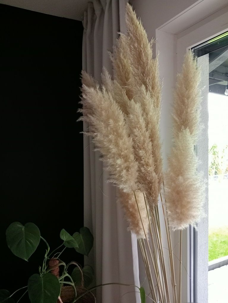 Trawy pampasowe  kwiaty 18 sztuk. 200cm