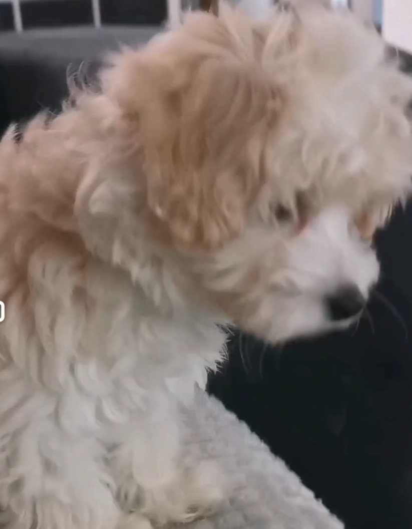 Drobna sunia Maltipoo