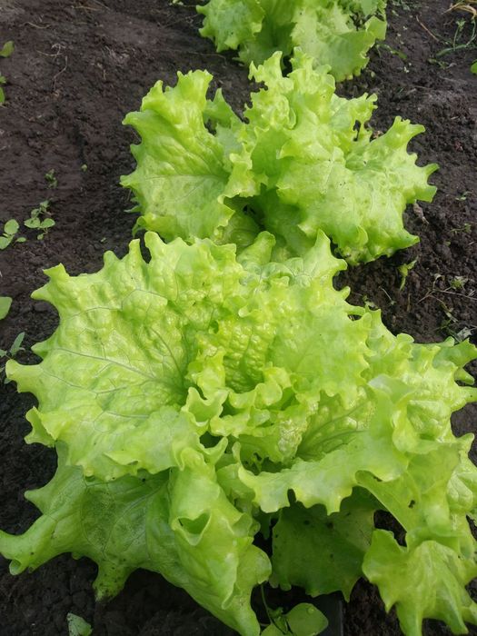 Продам свіжу зелень, салати, пекинська капуста