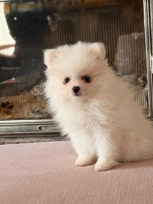 Szpic miniaturowy-pies