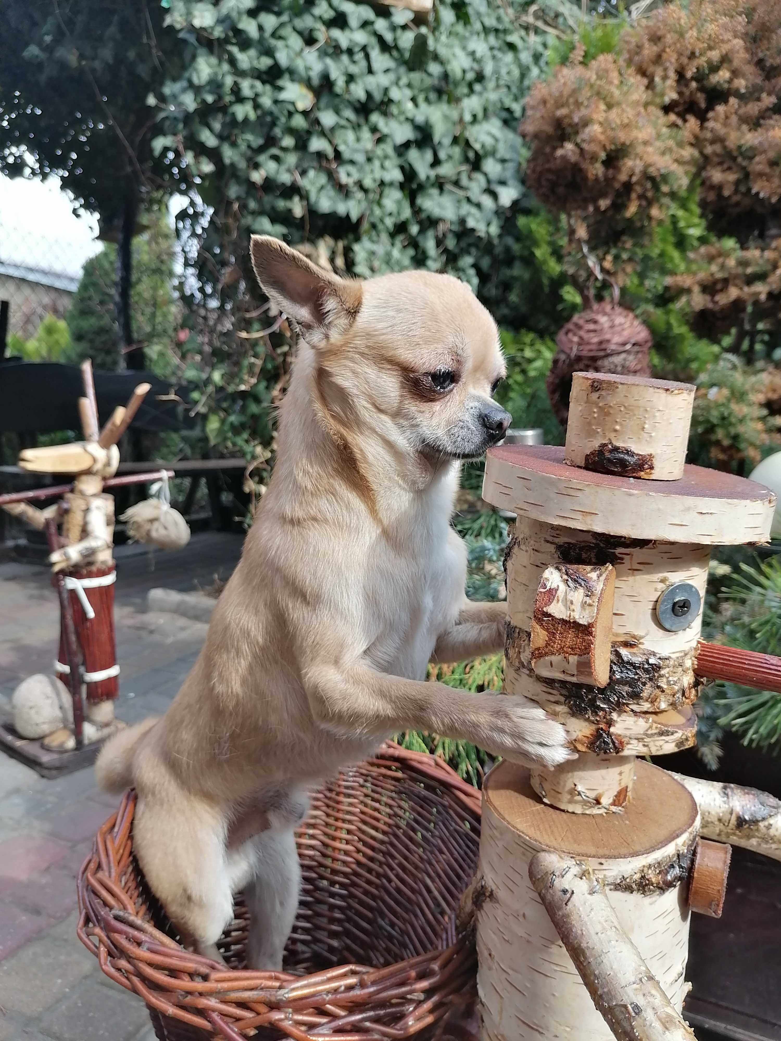 Chihuahua piesek  Zarezerwowany