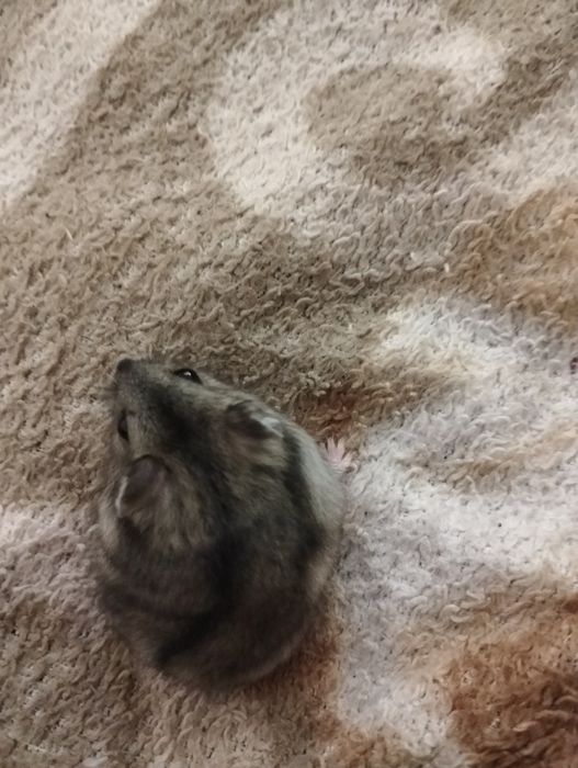 Продам хом'яка.Породи джунгалик. 1 місяць від народження